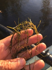Potamogeton pusillus