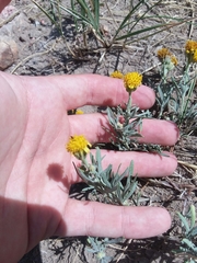 Picradeniopsis oppositifolia