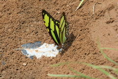 Philaethria dido