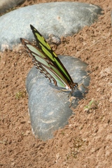 Philaethria dido