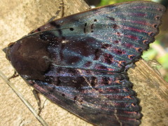 Arcte modesta