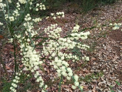 Acacia alata