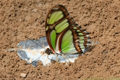 Philaethria dido