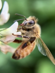 Apis mellifera