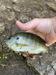 Lepomis macrochirus macrochirus