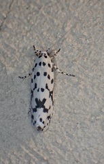 Ethmia notatella