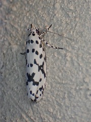 Ethmia notatella