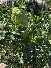 Angelica roseana