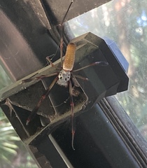 Trichonephila clavipes image
