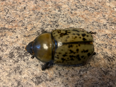 Dynastes tityus