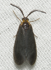 Acoloithus falsarius