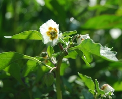 Physalis sulphurea