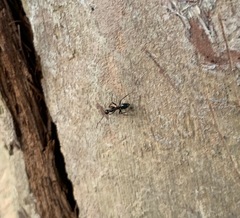 Camponotus sexguttatus