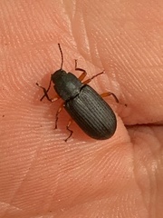 Haplandrus fulvipes