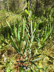 Andromeda polifolia glaucophylla
