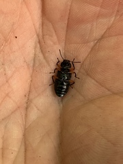 Haplandrus fulvipes