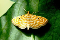 Notarcha aurolinealis