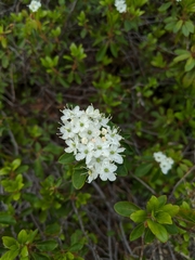 Rhododendron columbianum