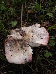 Russula bicolor