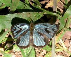 Dynamine postverta postverta