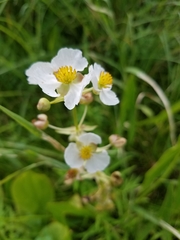 Sagittaria brevirostra