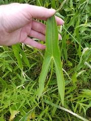 Sagittaria brevirostra