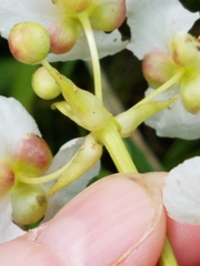 Sagittaria brevirostra