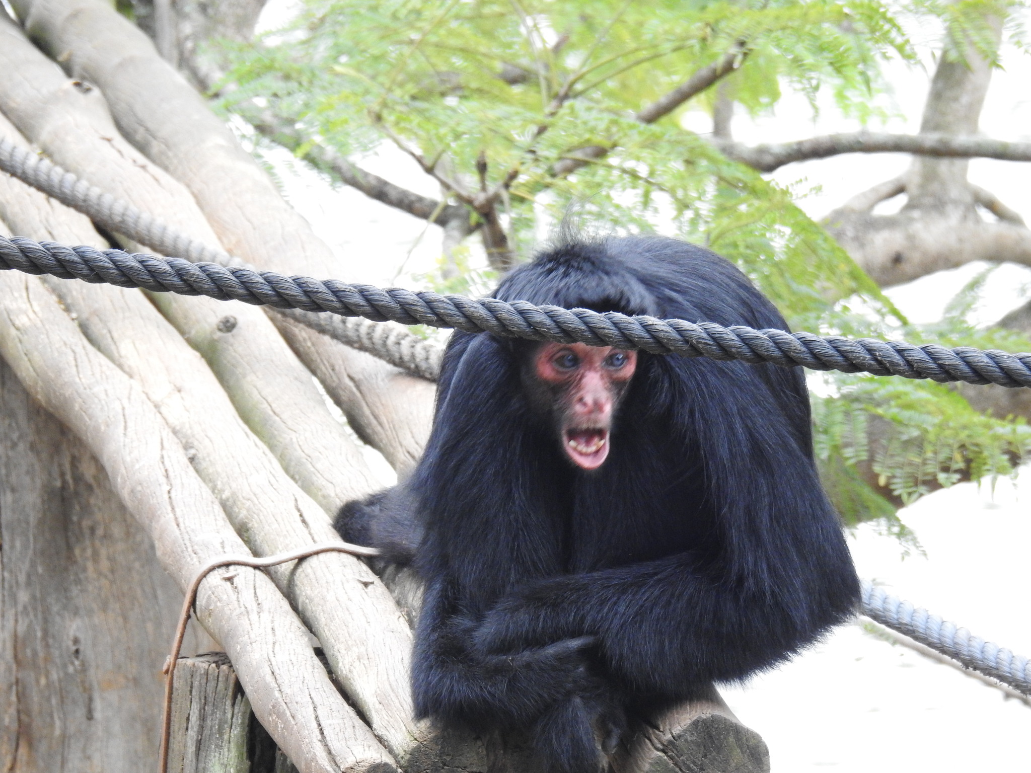 Macaco-aranha-de-cara-vermelha