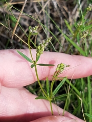 Polygala verticillata isocycla