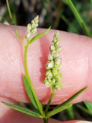 Polygala verticillata isocycla