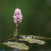 Persicaria amphibia - Photo (c) Susan Elliott,  זכויות יוצרים חלקיות (CC BY-NC)