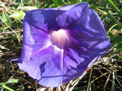 Ipomoea laeta