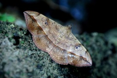 Anticarsia irrorata