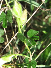 Ipomoea laeta