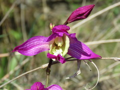 Bletia macristhmochila