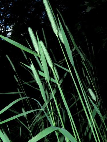 Pašarinis motiejukas nuotrauka