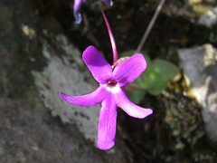 Pinguicula oblongiloba