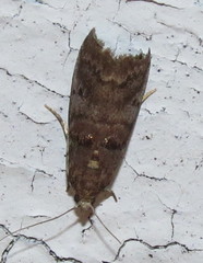 Acrobasis caryae