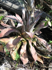 Agave guadalajarana