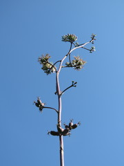Agave guadalajarana