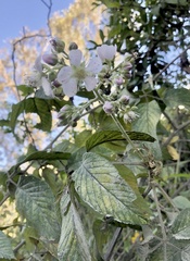 Image of Rubus boliviensis