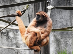 Brachyteles arachnoides