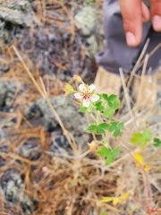 Geranium lentum