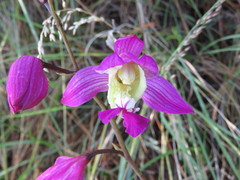 Bletia macristhmochila