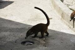 Nasua narica nelsoni