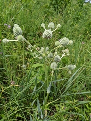 Eryngium yuccifolium