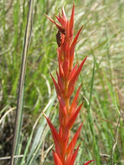 Pitcairnia karwinskyana