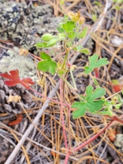 Geranium lentum