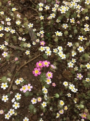 Leptosiphon montanus