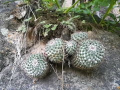 Mammillaria scrippsiana